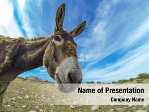 Funny Donkey PowerPoint Template