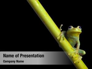 Brazil tree frog tropical amazon