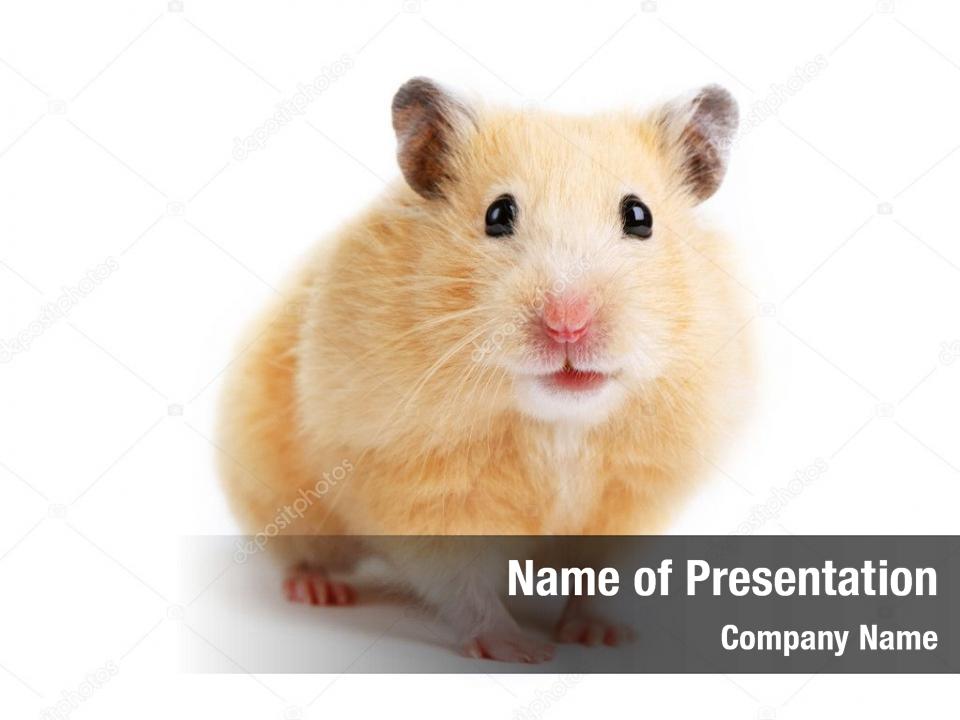 Hamster