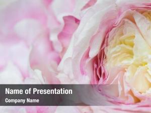 Decoration, pink flower hydrangea flower