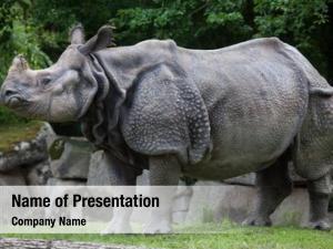 Rhinoceros indian rhinoceros
