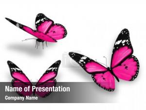Pink Butterflies PowerPoint Template
