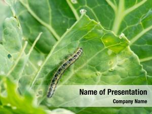 Leaf caterpillar feeding   PowerPoint Template