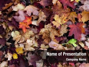 Fallen Red Leaves PowerPoint Template