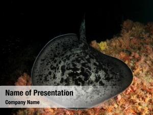 Blotched marbled ray fantail ray