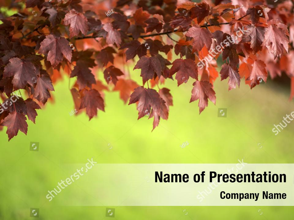 Golden Collection Beautiful Autumn Leaves PowerPoint Template - Golden ...