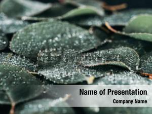 Leaves in Dew PowerPoint Template