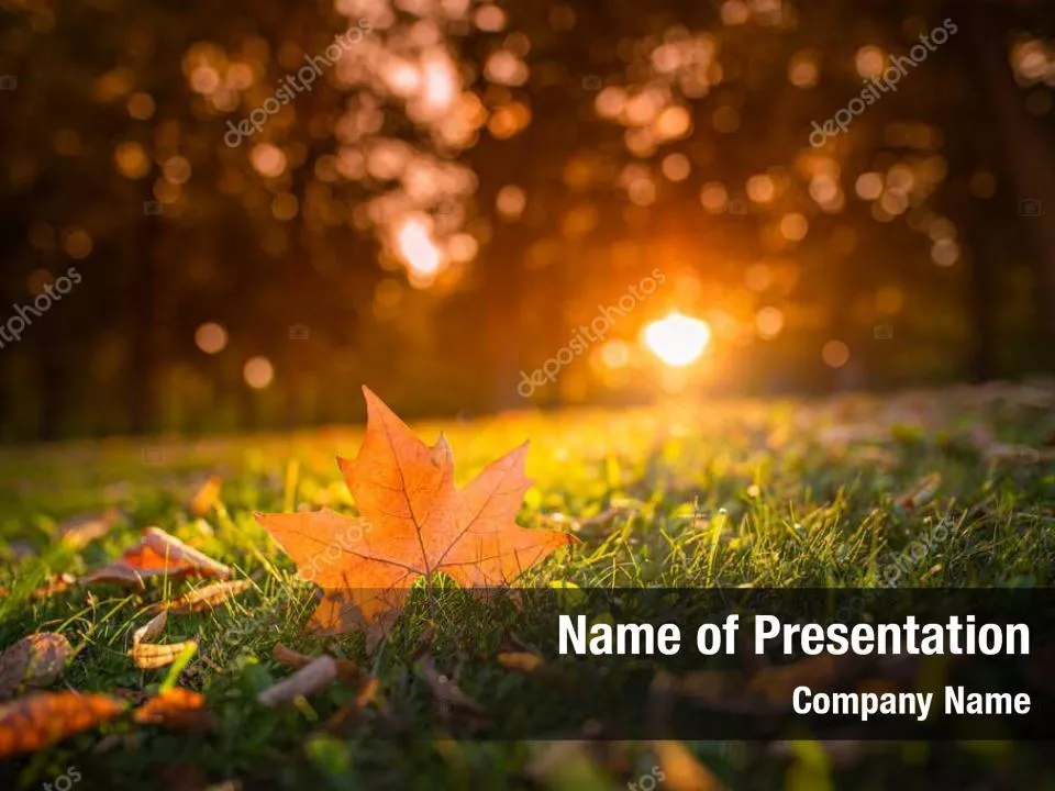 Falling Leaves In The Sunset