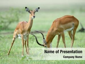 Wildlife antelopes african background 