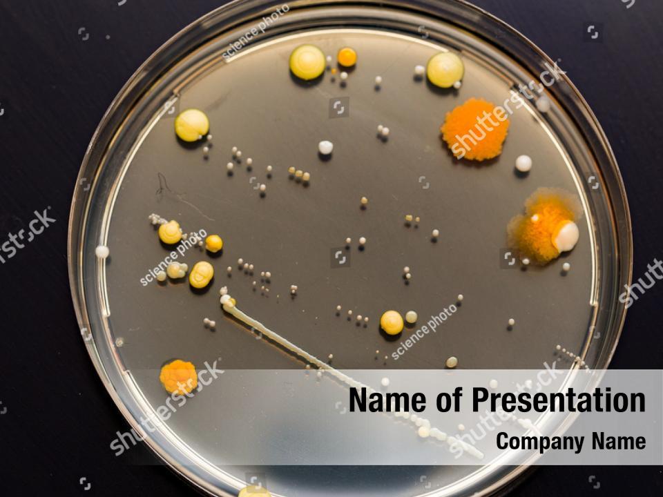 Bacteria in the culture PowerPoint Template - Bacteria in the culture