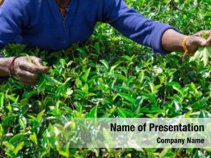 Picker female tea tea plantation