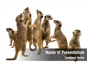 Suricata meerkats mob, suricatta, white