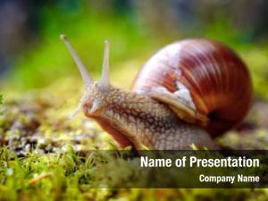 Escargot also helix pomatia PowerPoint Template