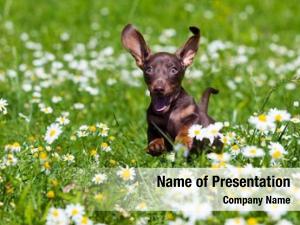 Daisies PowerPoint Templates - Daisies PowerPoint Backgrounds ...