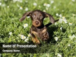 Daisies PowerPoint Templates - Daisies PowerPoint Backgrounds ...