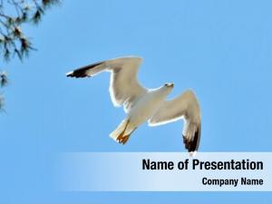 Flying Seagull PowerPoint Templates - Flying Seagull PowerPoint ...