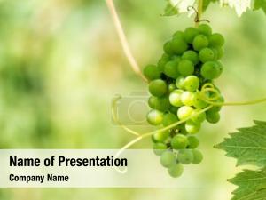 Grapes bunch green grapevine vineyard PowerPoint Template