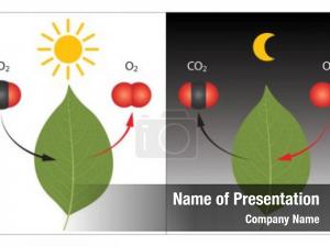 Photosynthesis and cellular