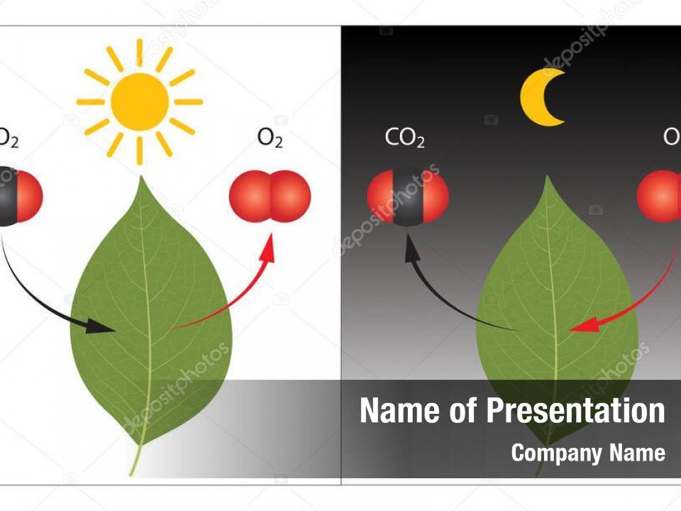 Photosynthese und zelluläre Atmung