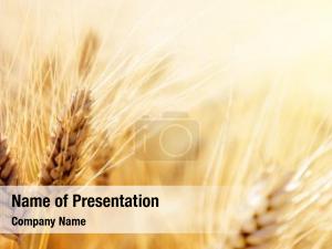 Wheat golden ripe field, agricultural