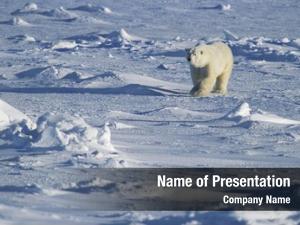 polar bear templates for microsoft powerpoint download