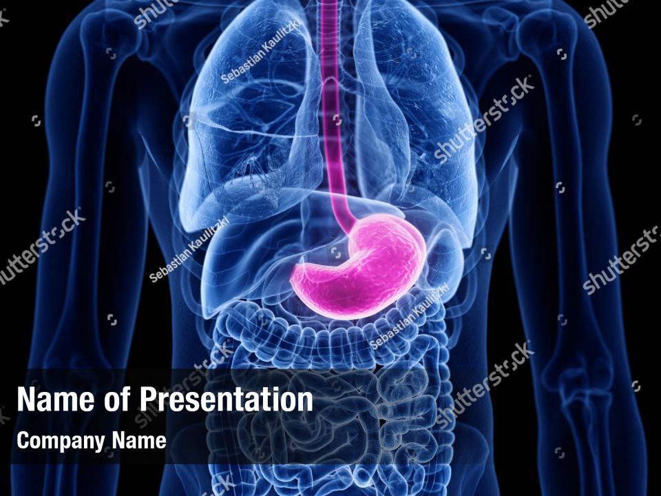 Anatomical digestive human body PowerPoint Template - Anatomical ...