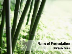 Bamboo abstract green grove 