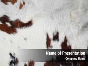 100% section genuine cow hide
