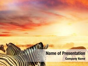 Zebras at sunset 