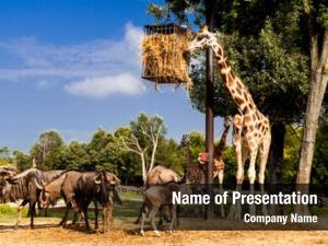 Zoo giraffes feeding  