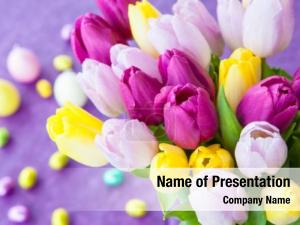 Tulips On A Purple Background PowerPoint Template