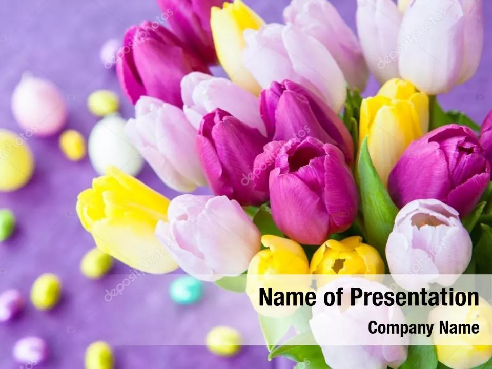 Tulips On A Purple Background