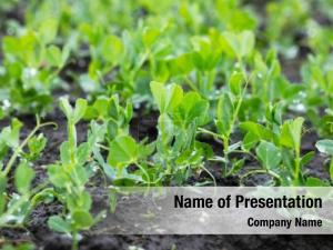 Agriculture young green pea