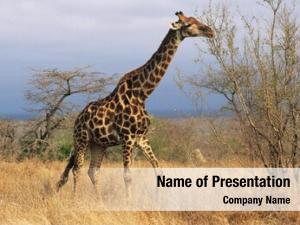 (giraffa maasai giraffe camelopardalus) savannah