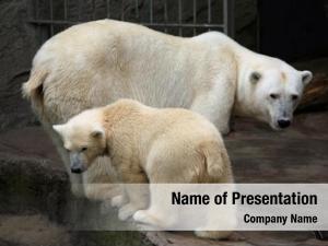 Cub polar bear (ursus maritimus)