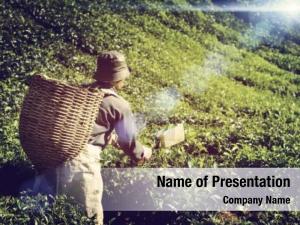 Tea farmer picking leaf indigenous