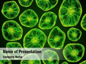 Microscope virus under   PowerPoint Template