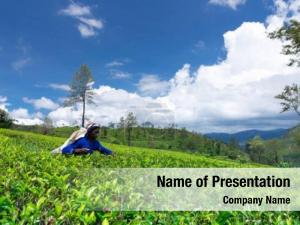 Picker female tea tea plantation