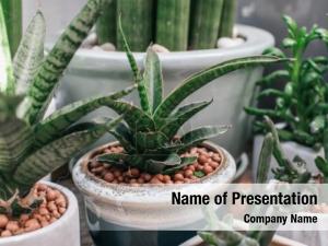House Plant PowerPoint Template