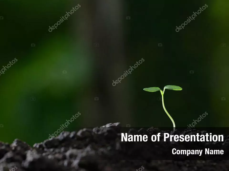 Watering Young Plant