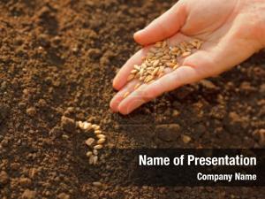Seed PowerPoint Template