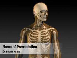 Visible human anatomy skeleton muscles