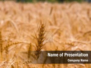 Wheat golden ripe field, agricultural PowerPoint Template