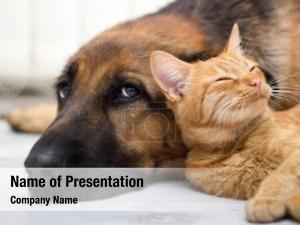 Funny Animals