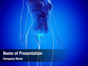 Spine PowerPoint Template - Spine PowerPoint Background