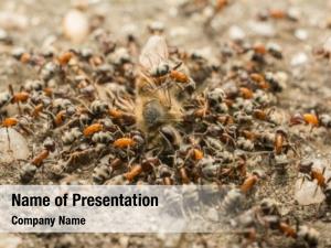 Ants Team Work PowerPoint Template