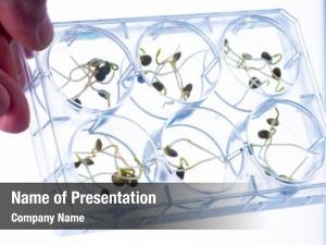 Quality microgreen sprouts control sanitary