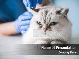 Veterinarian PowerPoint Template