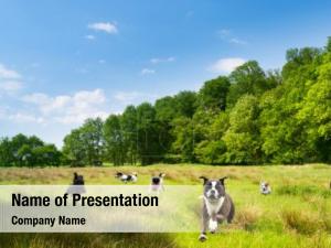Dog Breeding PowerPoint Template