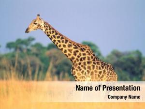 (giraffa maasai giraffe camelopardalus) savannah